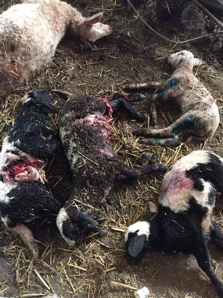 صور: كلاب ضالة تهاجم مزرعه اغنام في بلدة اليامون غرب جنين وتنقض على 7 رؤوس من الماشية وتهاجم المواطنين